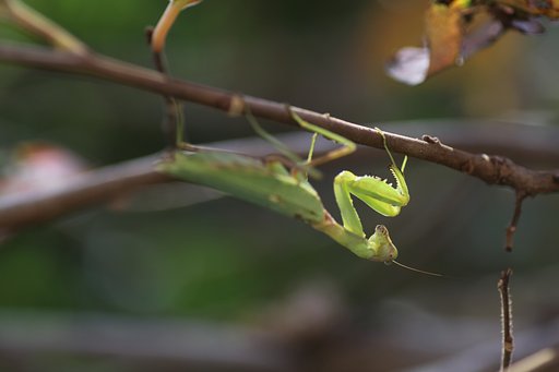 Tamron 90mm f2.8 macro 172E