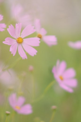 幻想的にコスモス・・・その２
