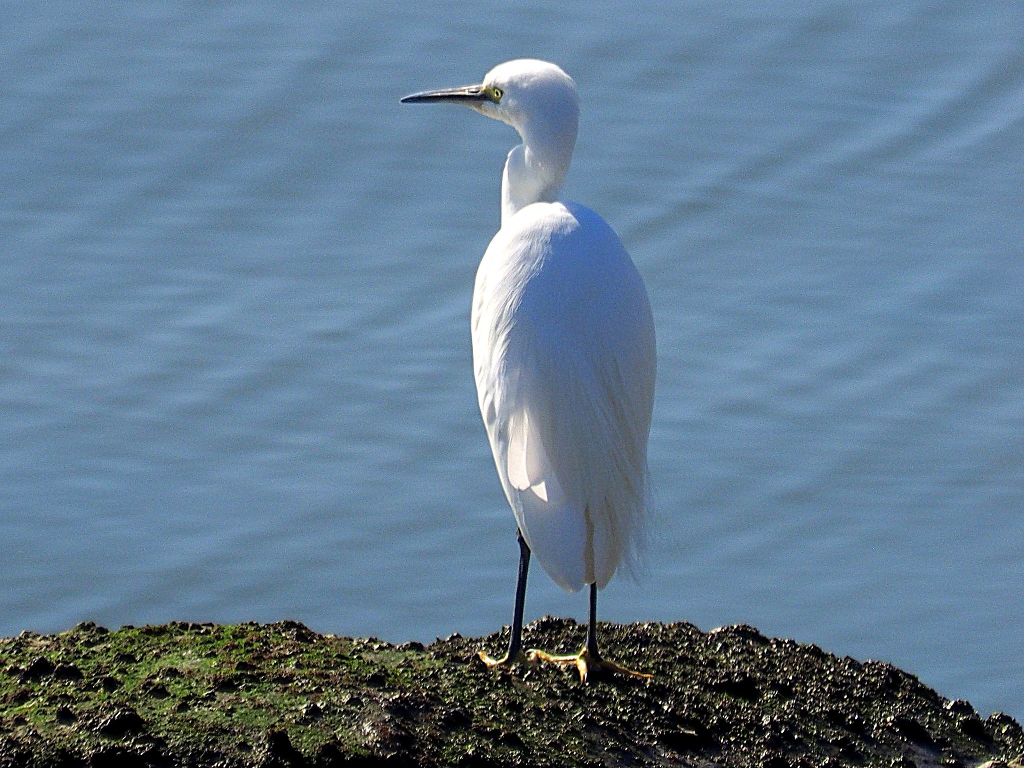 ZD50-200F2.8-200mm+EC2.0+MMF-1