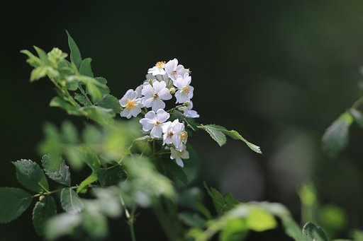 野ばら