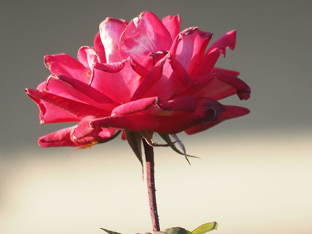 ZD50-200F2.8-200mm+MMF-1