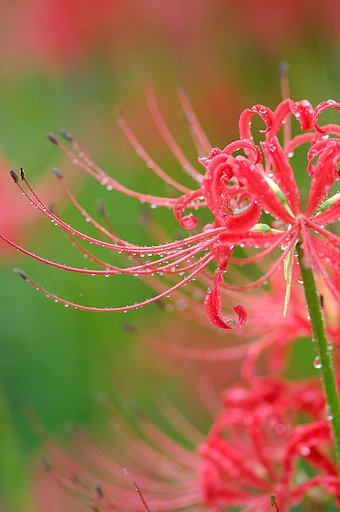 雨に濡れた彼岸花