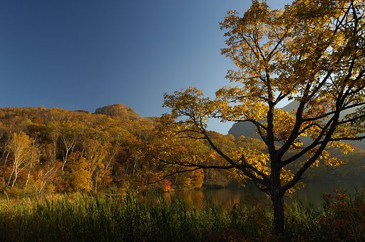 夕日を浴びた紅葉