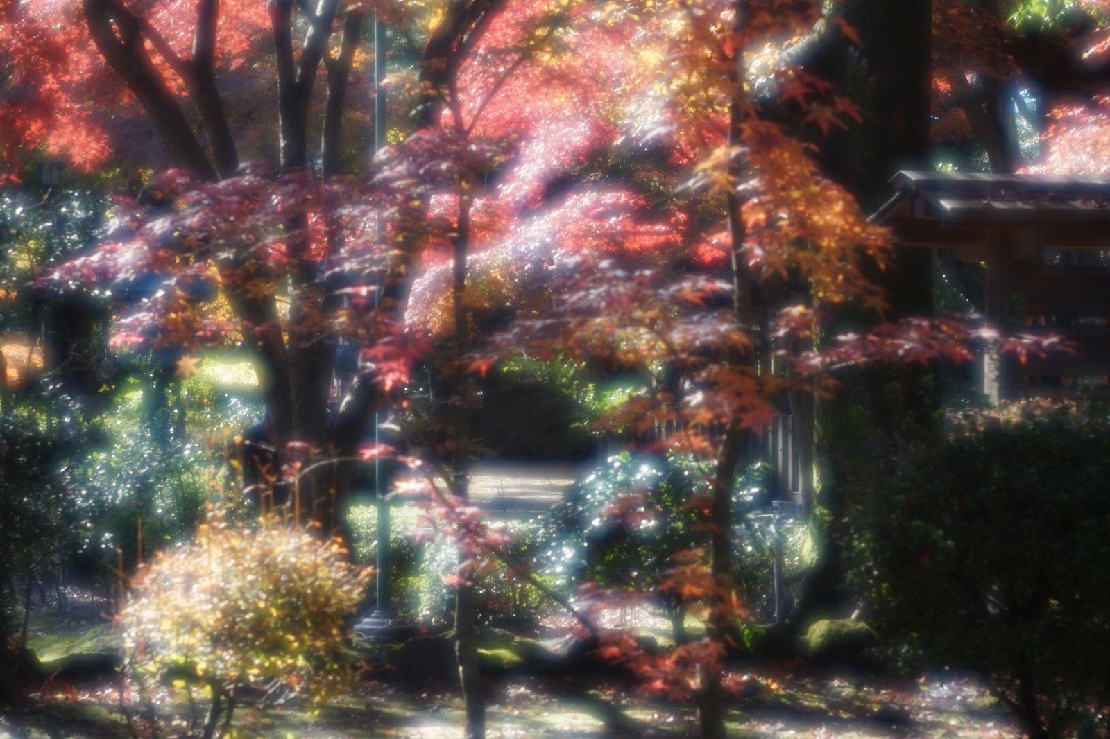 豪徳寺の紅葉いよいよ終盤