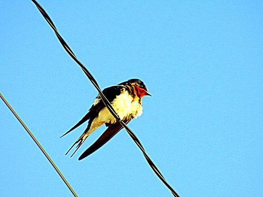 【生き物景色】ツバメ幼鳥
