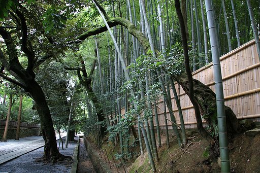 【木】ひねくれもの