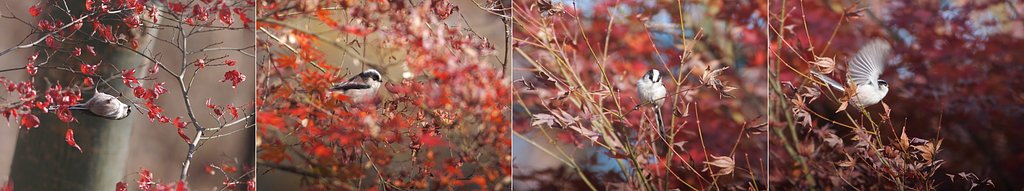 晩秋彩、紅への惜別