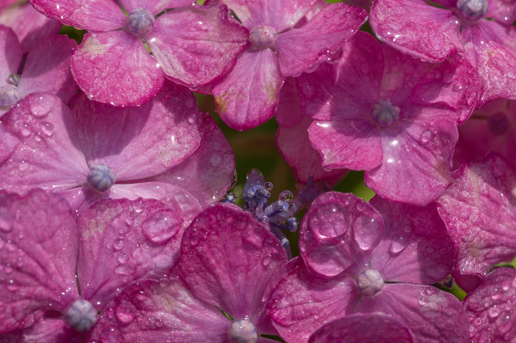 雨上がりの紫陽花