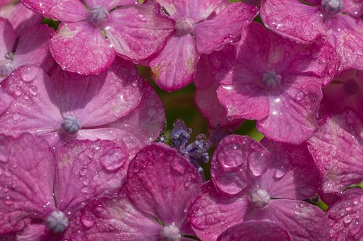 雨上がりの紫陽花