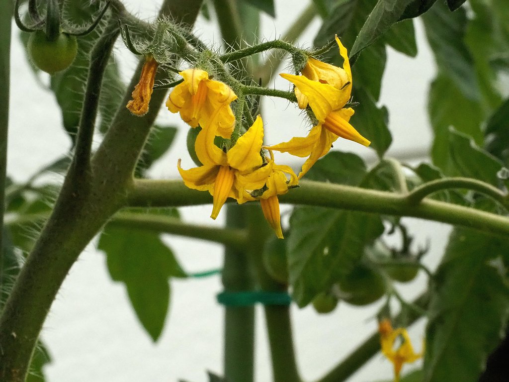 トマトの花