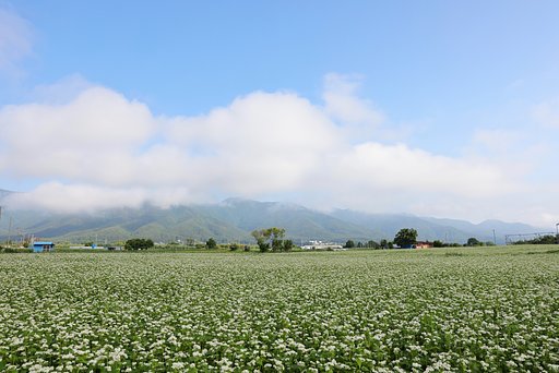 見渡す限りソバの花