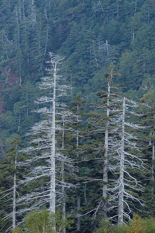 死の影立つ山