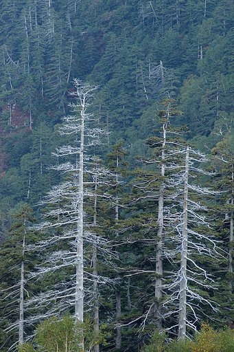 死の影立つ山