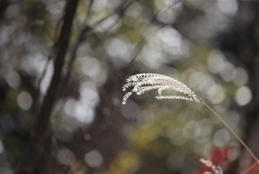 命の輝き
