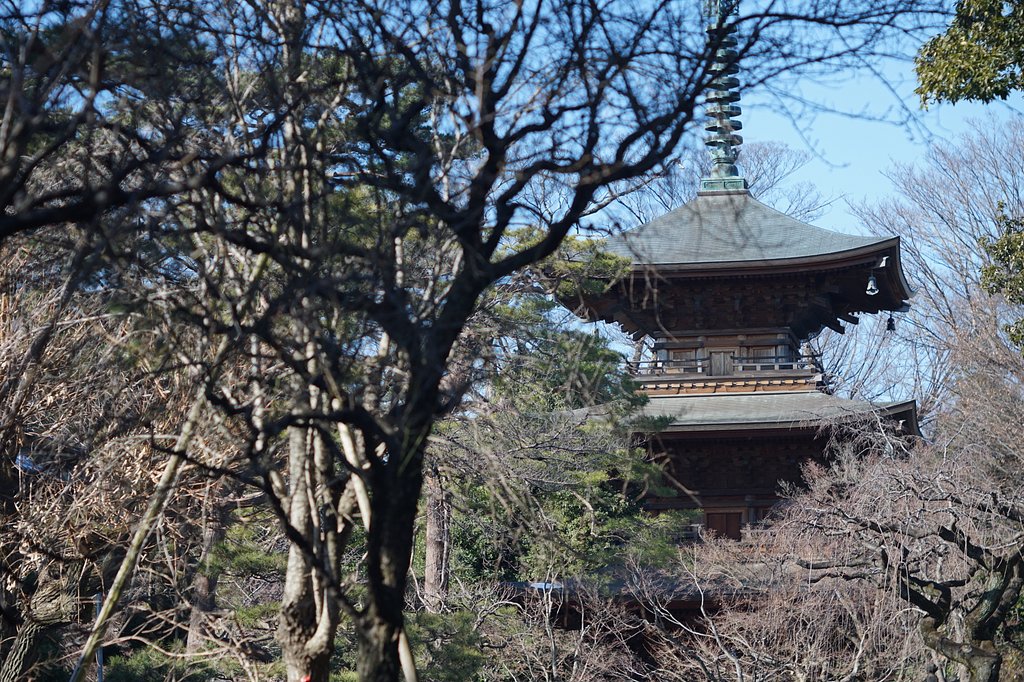 豪徳寺にて