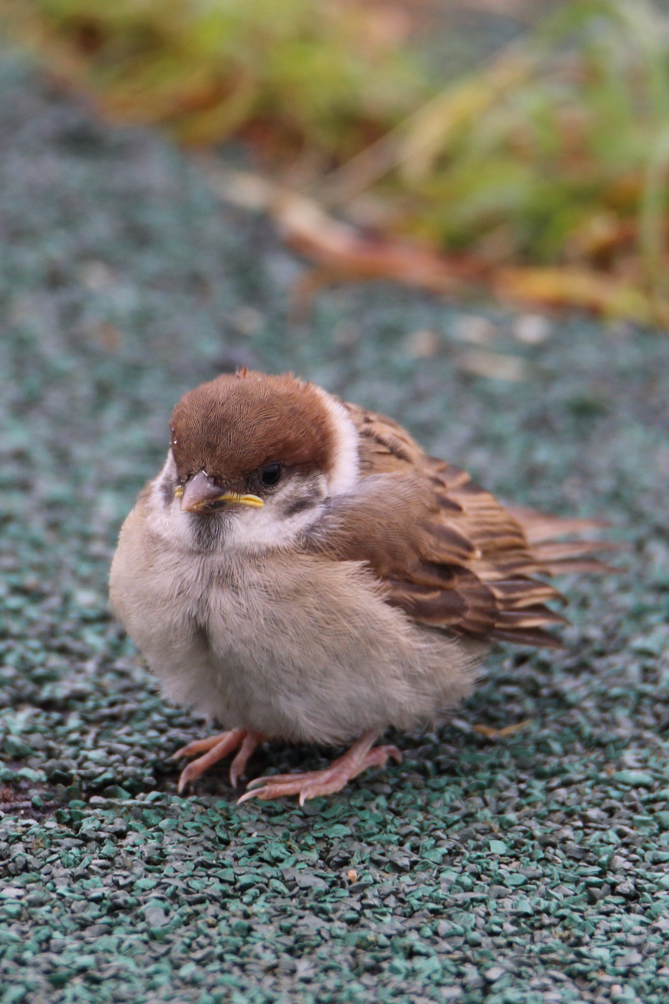 スズメ幼鳥（その１）