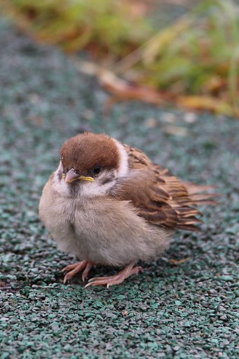 スズメ幼鳥（その１）