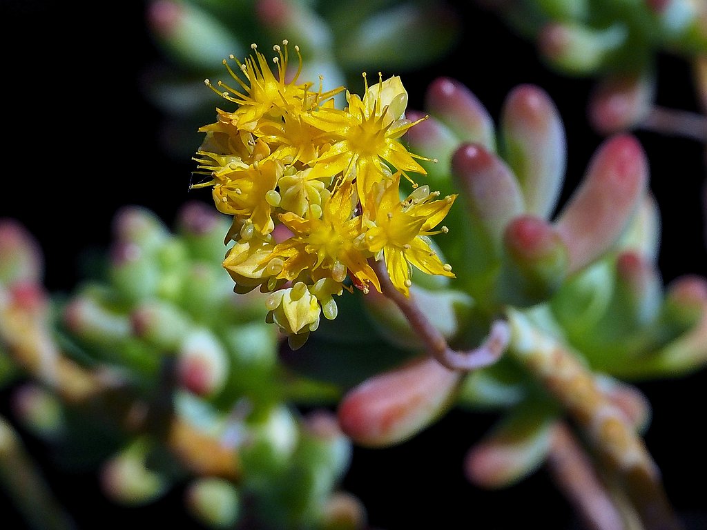 多肉植物の花