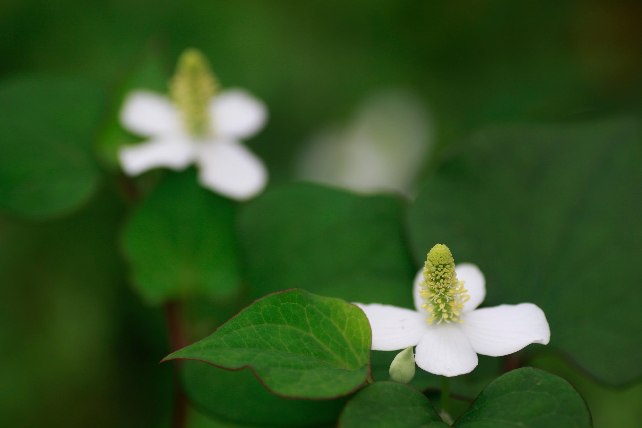 Tamron 90mm f2.8 macro 172E