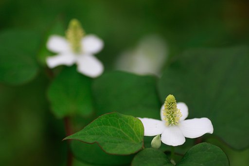 Tamron 90mm f2.8 macro 172E