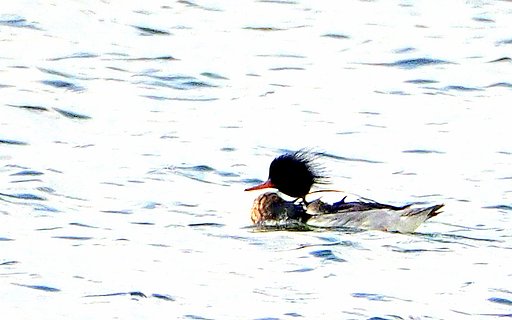 証拠写真　遠い海のウミアイサ