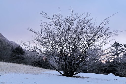 1月20日の写真