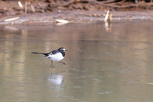 氷上を歩く
