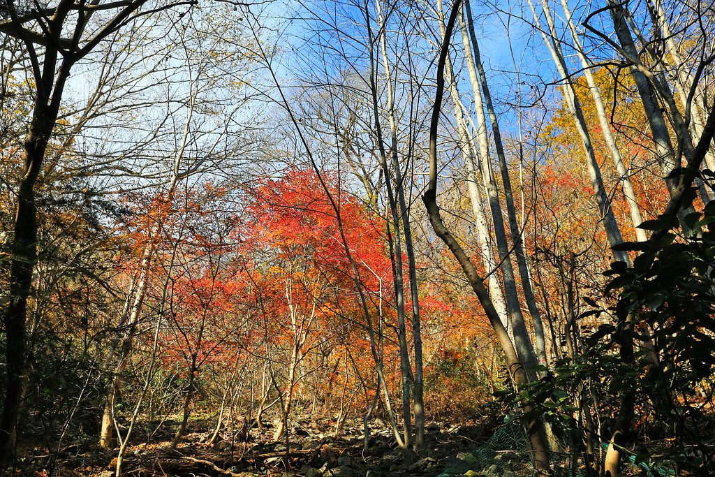 控えめな紅葉
