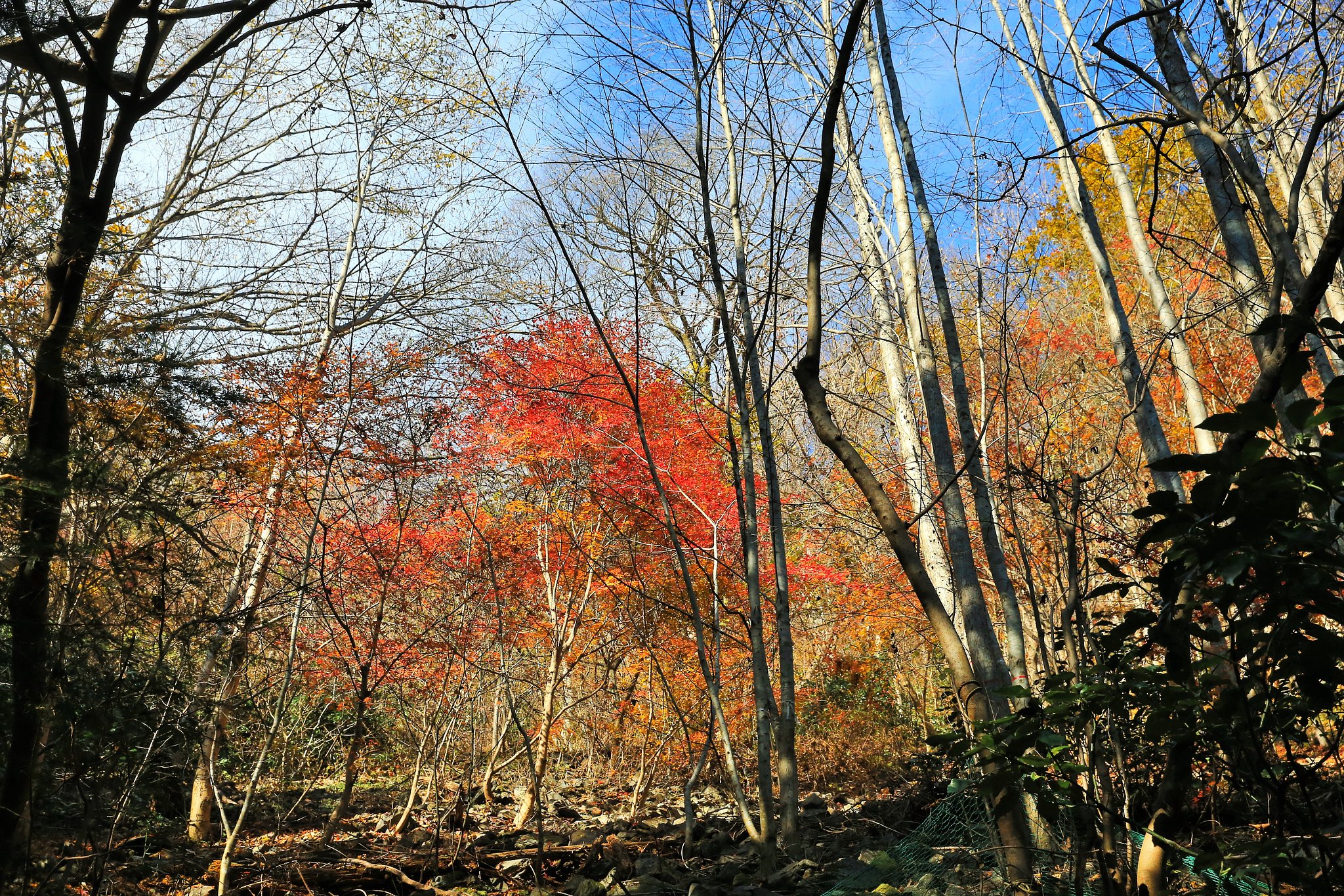 控えめな紅葉