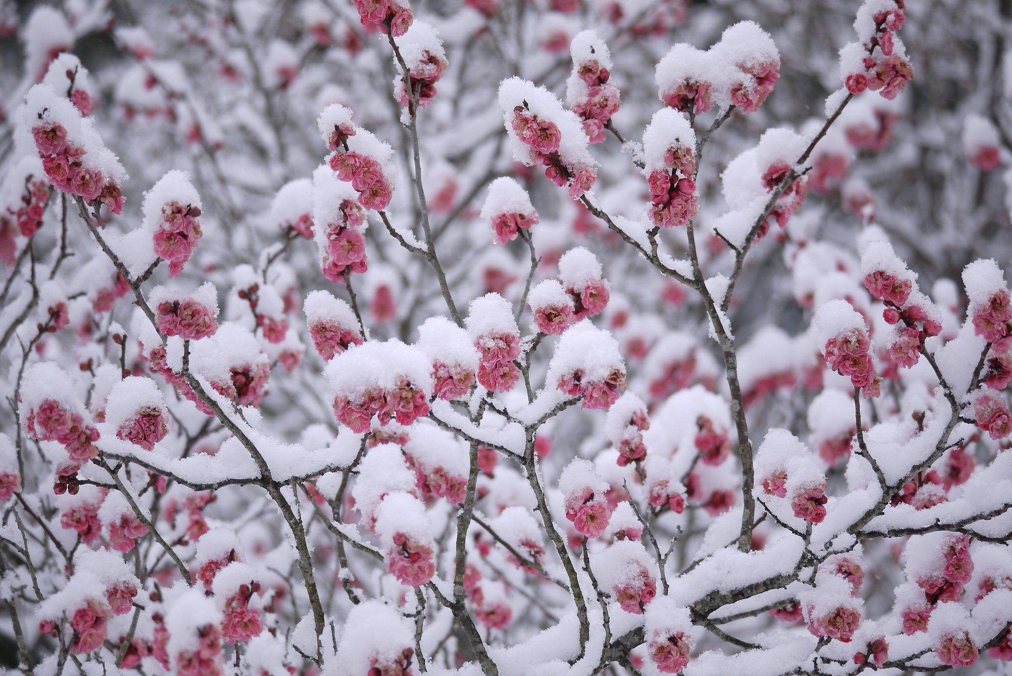PANASONIC DG 100-400mm ASPH