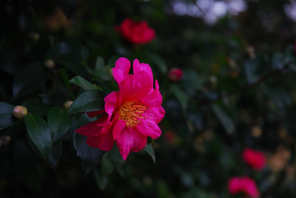 晩秋の山茶花