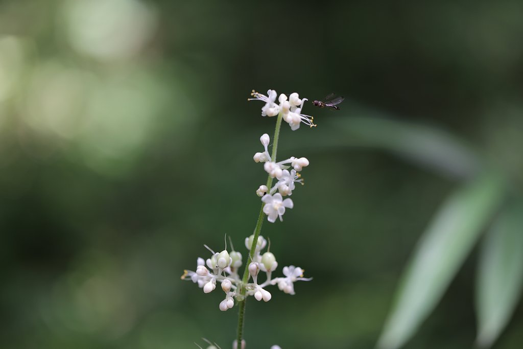 ヤブミョウガの咲く森