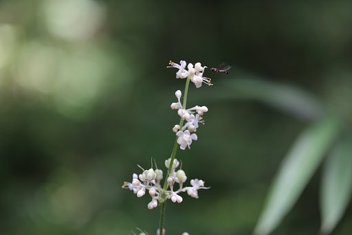 ヤブミョウガの咲く森