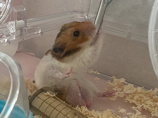 お水
