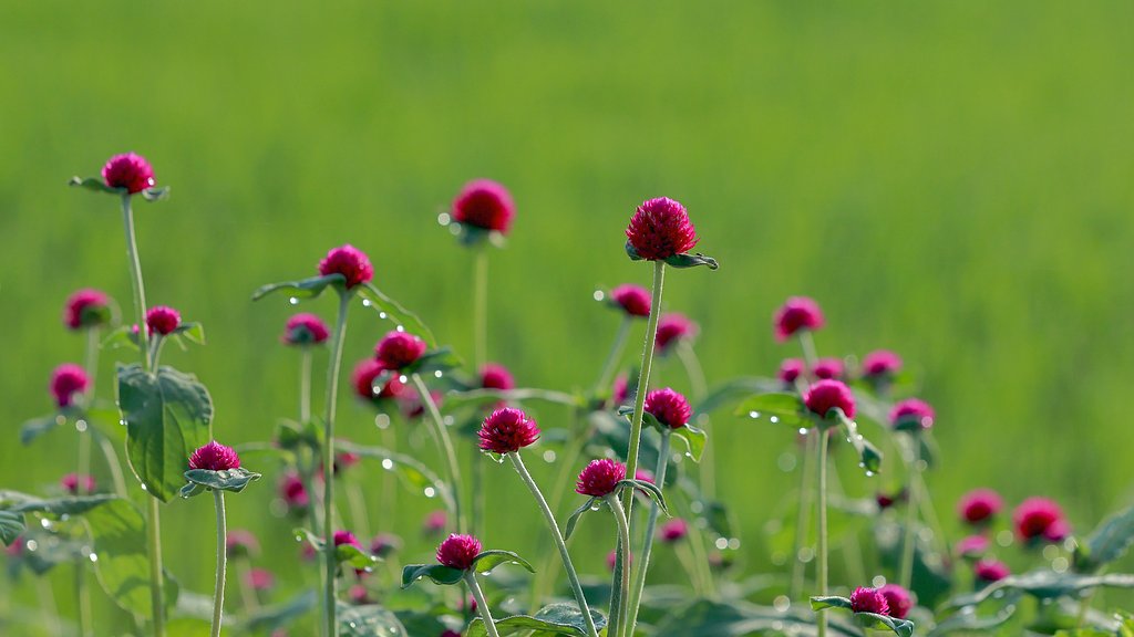 夏の花