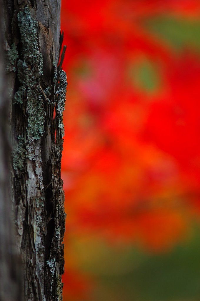 照葉狭の紅葉