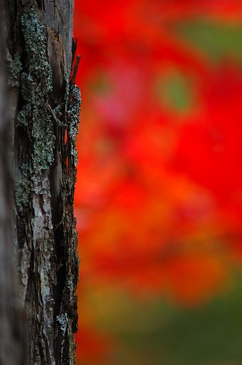 照葉狭の紅葉