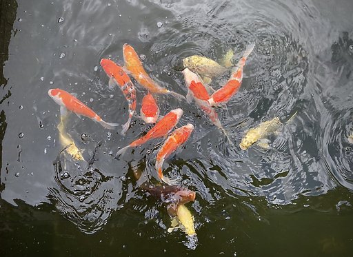 錦鯉