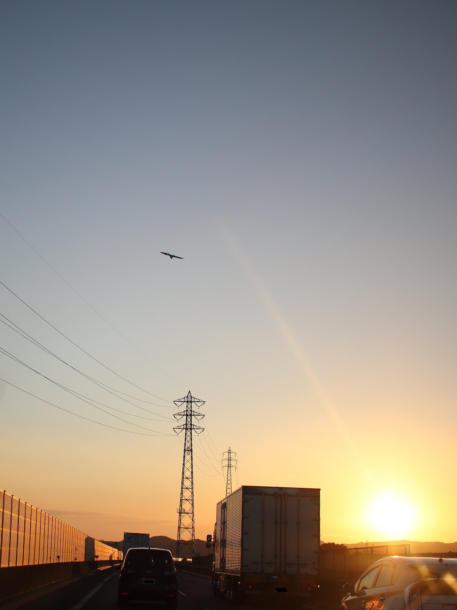 トビのいる夕景