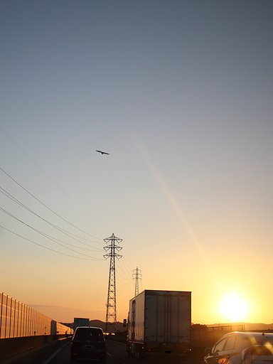 トビのいる夕景