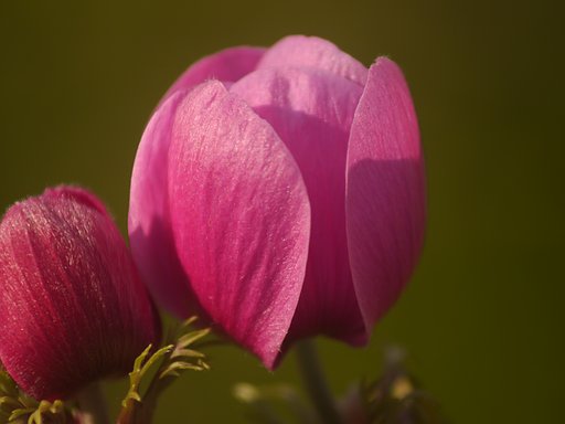 Tamron 80-210mm F3.8-4　Tele Macro