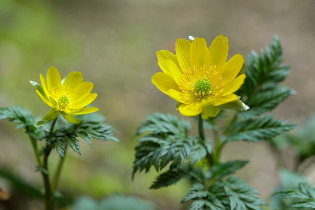 庭で1枚　福寿草