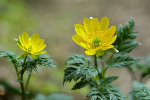 庭で1枚　福寿草