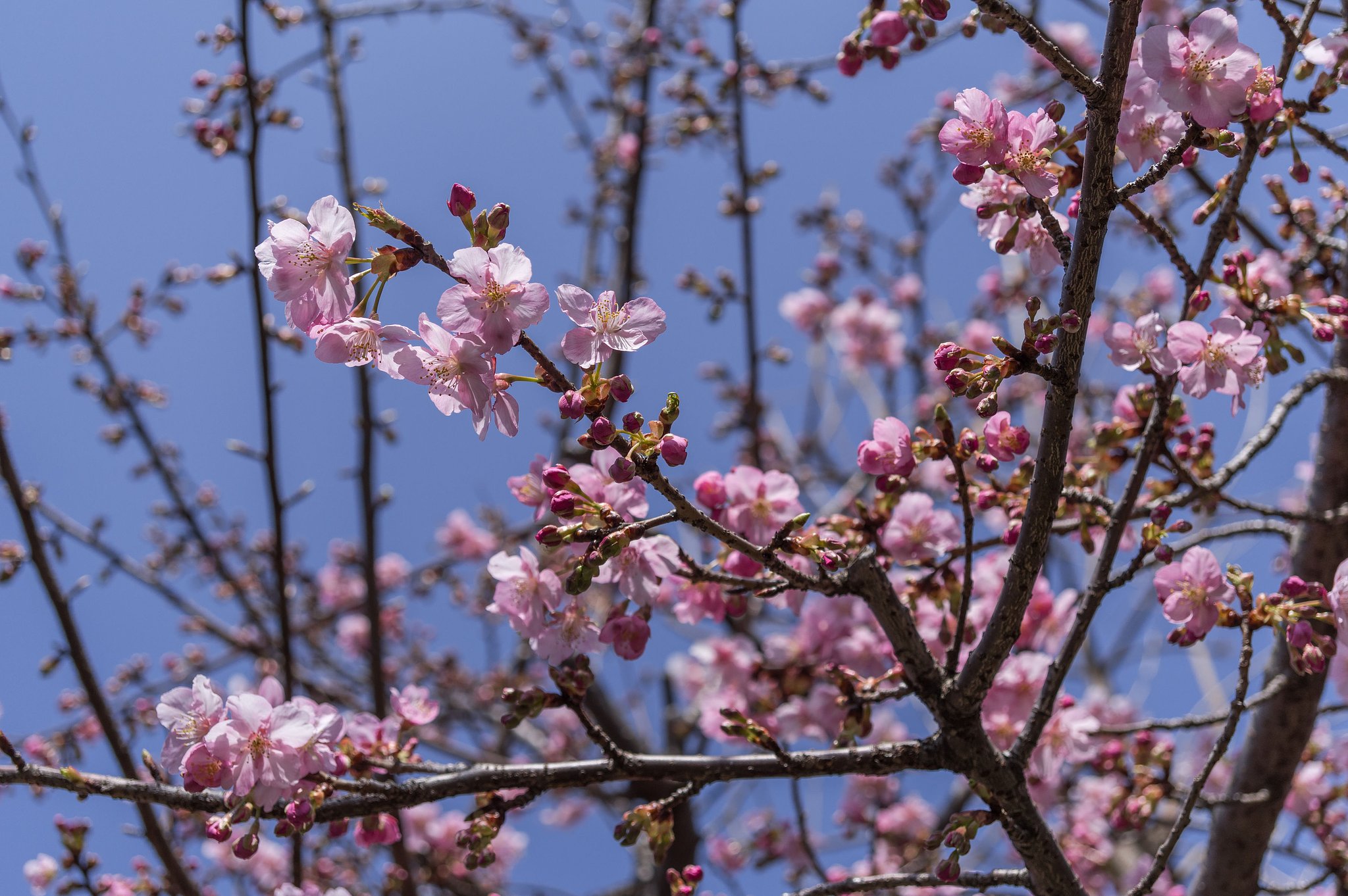 近所の河津桜