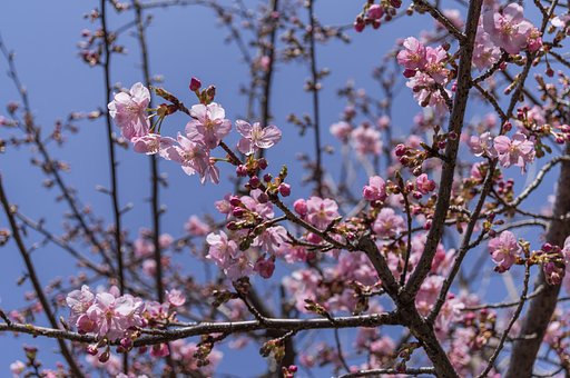 近所の河津桜