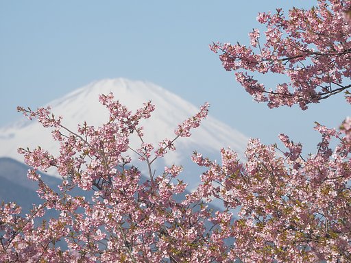 ようこそ桜の国へ