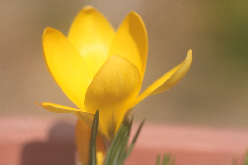 Tamron  90mmF2.8 Macro  172E