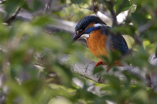 森のカワセミ池・瞳キラリ？