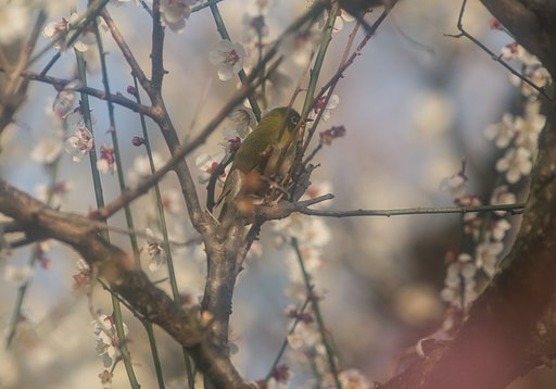 春霞み