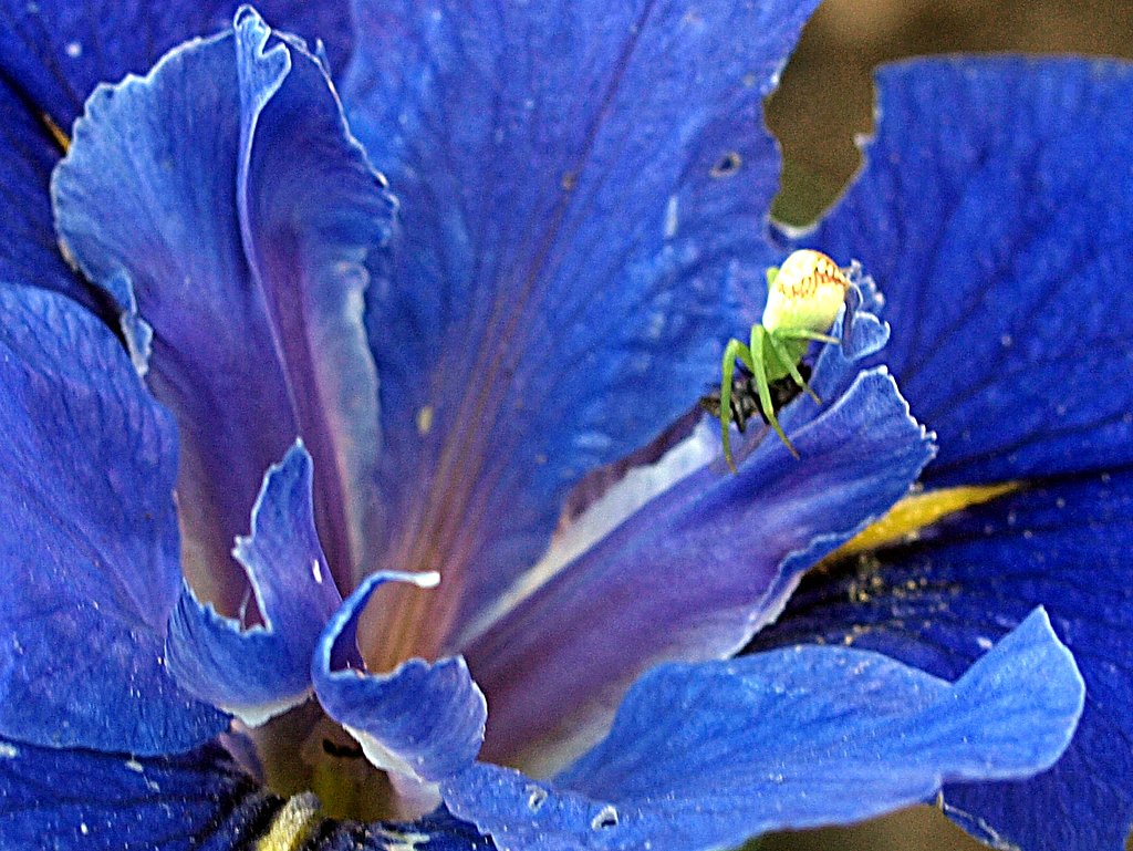 【生き物景色】花の上のハンター